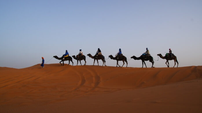 Верблюды в Марокко